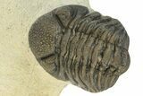 Detailed Morocops Trilobite - Ofaten, Morocco #229752-4
